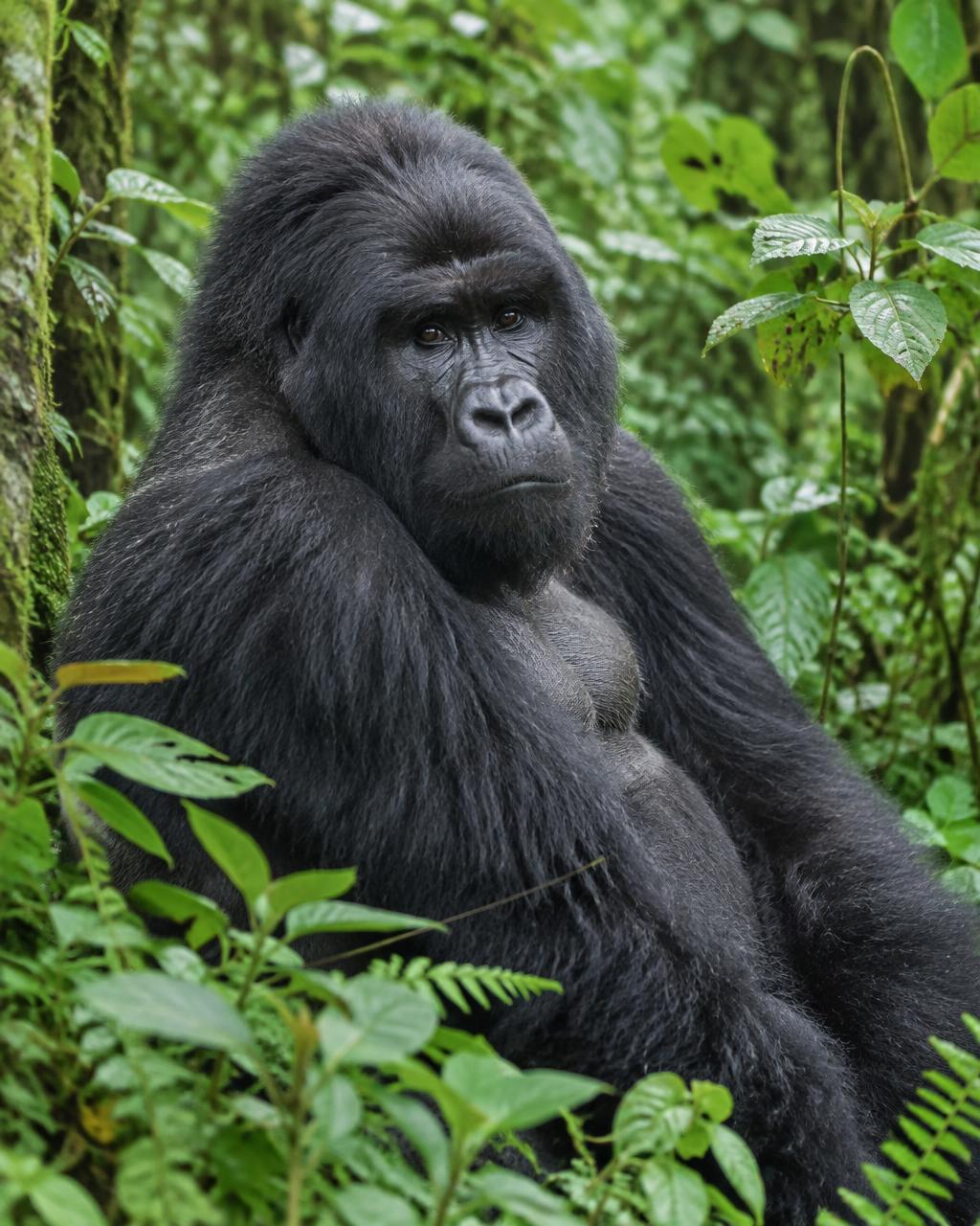 Gorilla trekking